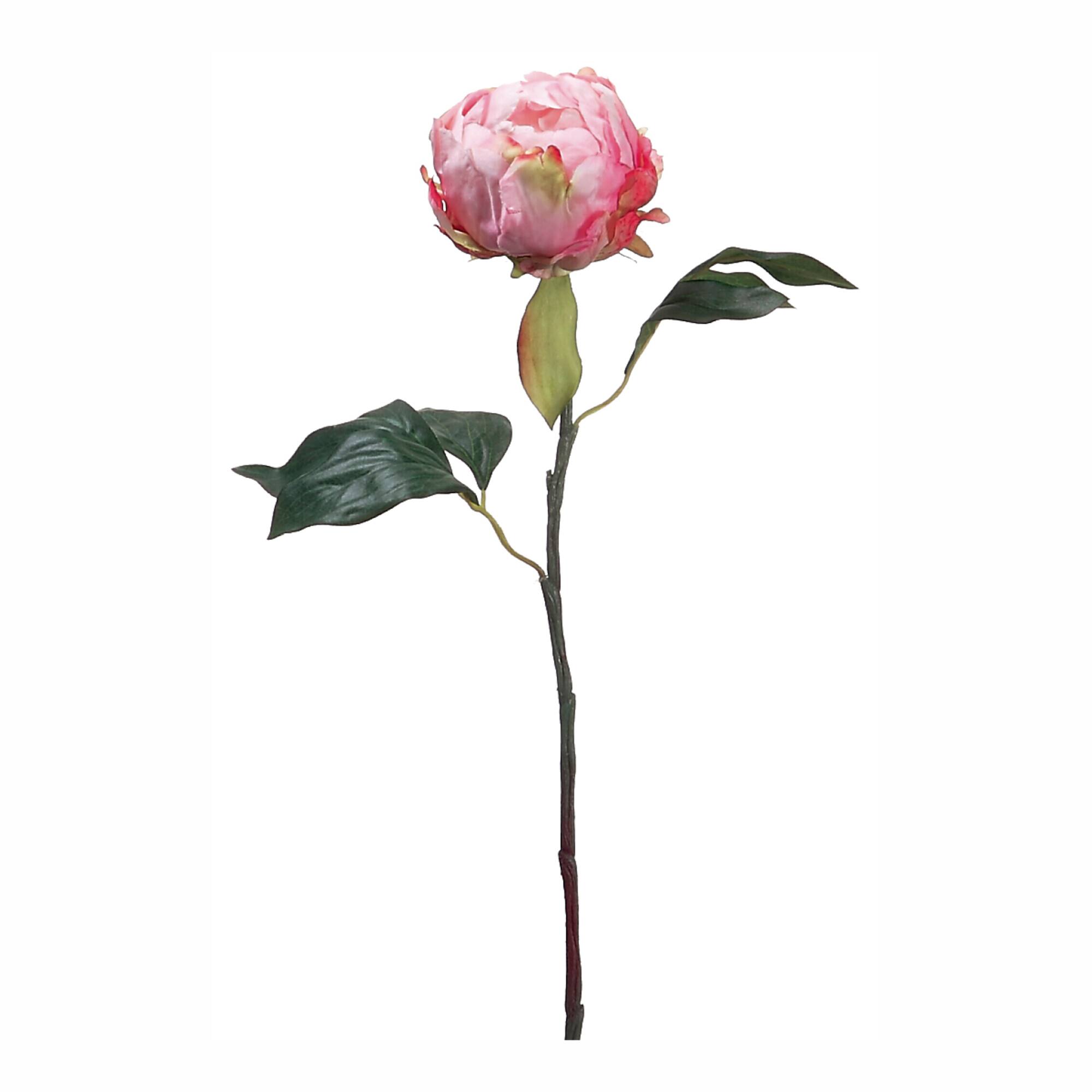 Fuchsia Pink Peony Bud Stem